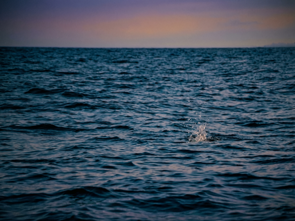 Bluefish in Marbella - winter surface activity near port