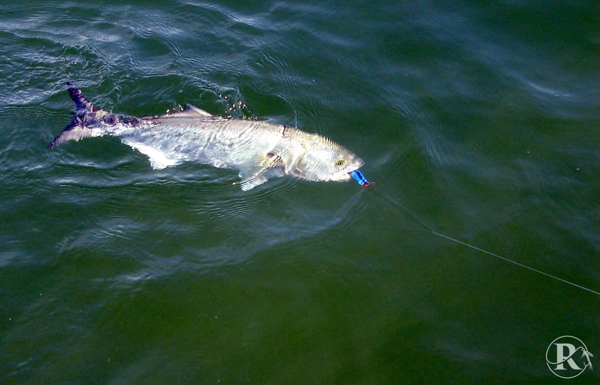 Bluefish in Marbella