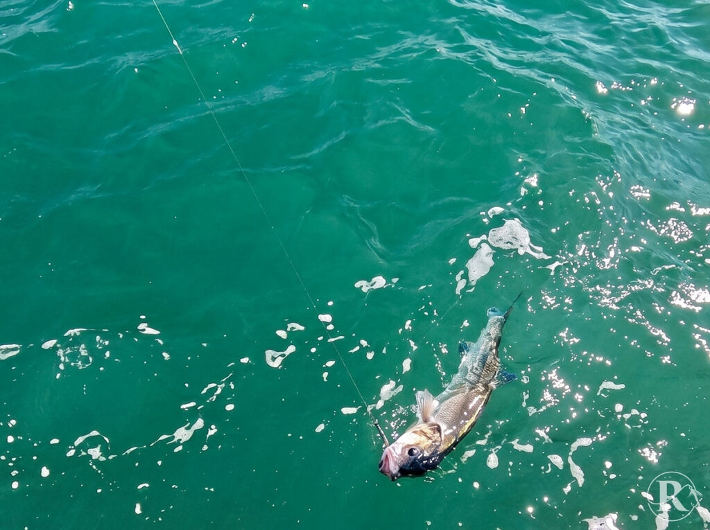 Beginner bass lures UK including bombarda rig