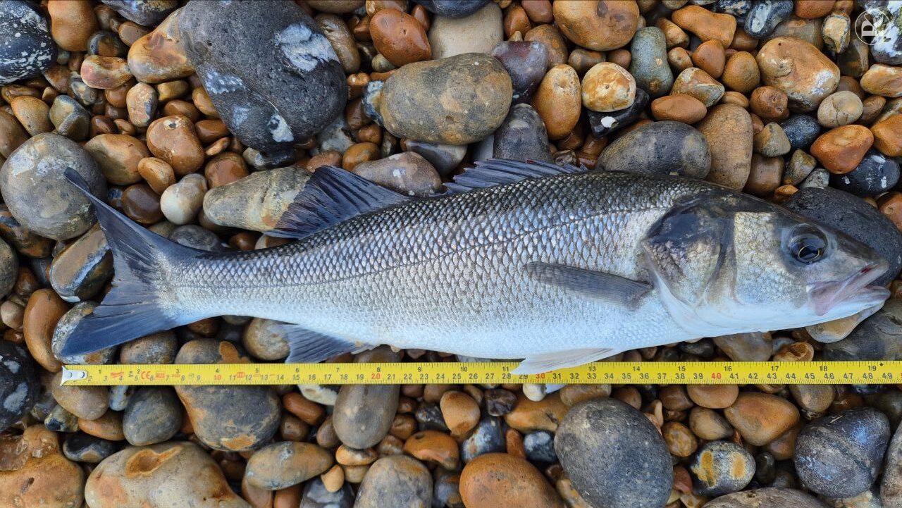 A freshly caught sea bass measured with a tape tool on a pebble beach, illustrating the UK sea bass bag limit.