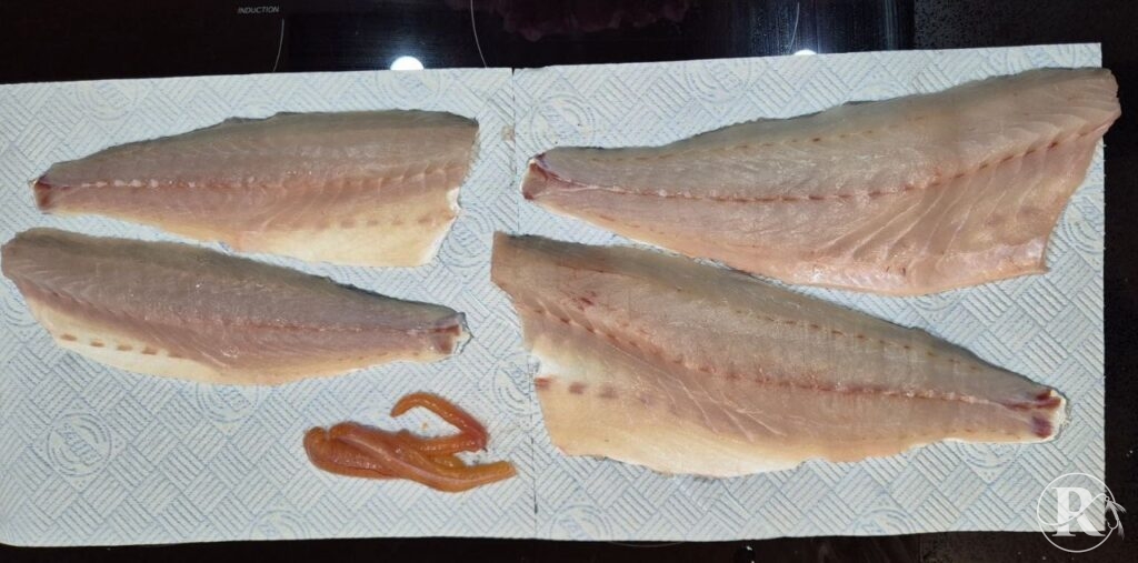 A freshly caught sea bass measured with a tape tool on a pebble beach, illustrating the UK sea bass bag limit.