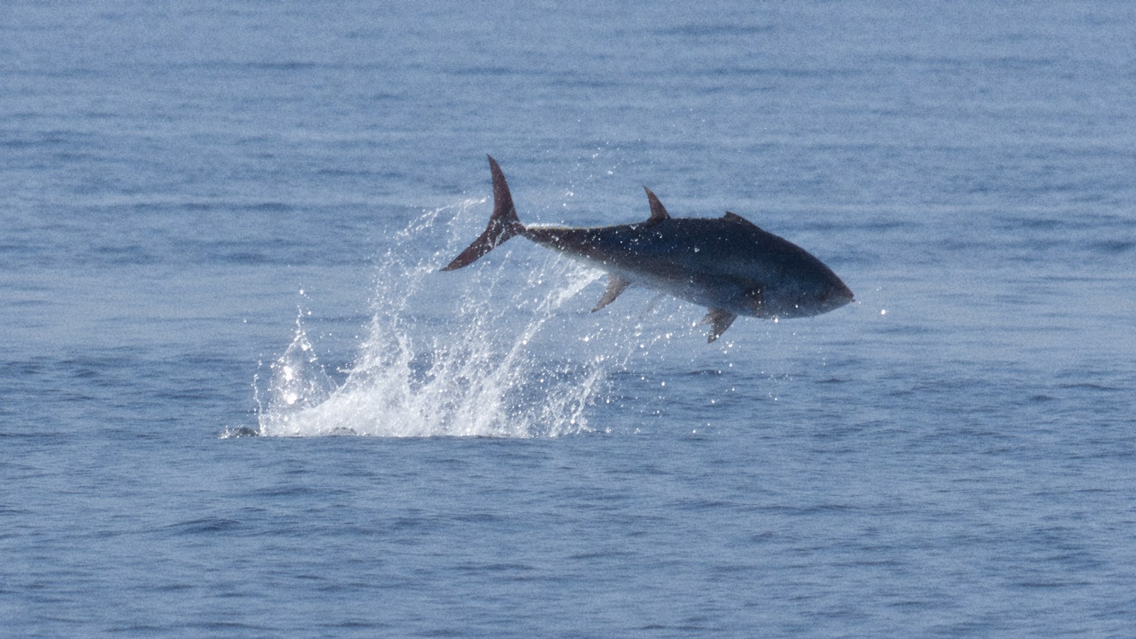 A wild Atlantic bluefin tuna leaping clear of a calm Mediterranean sea