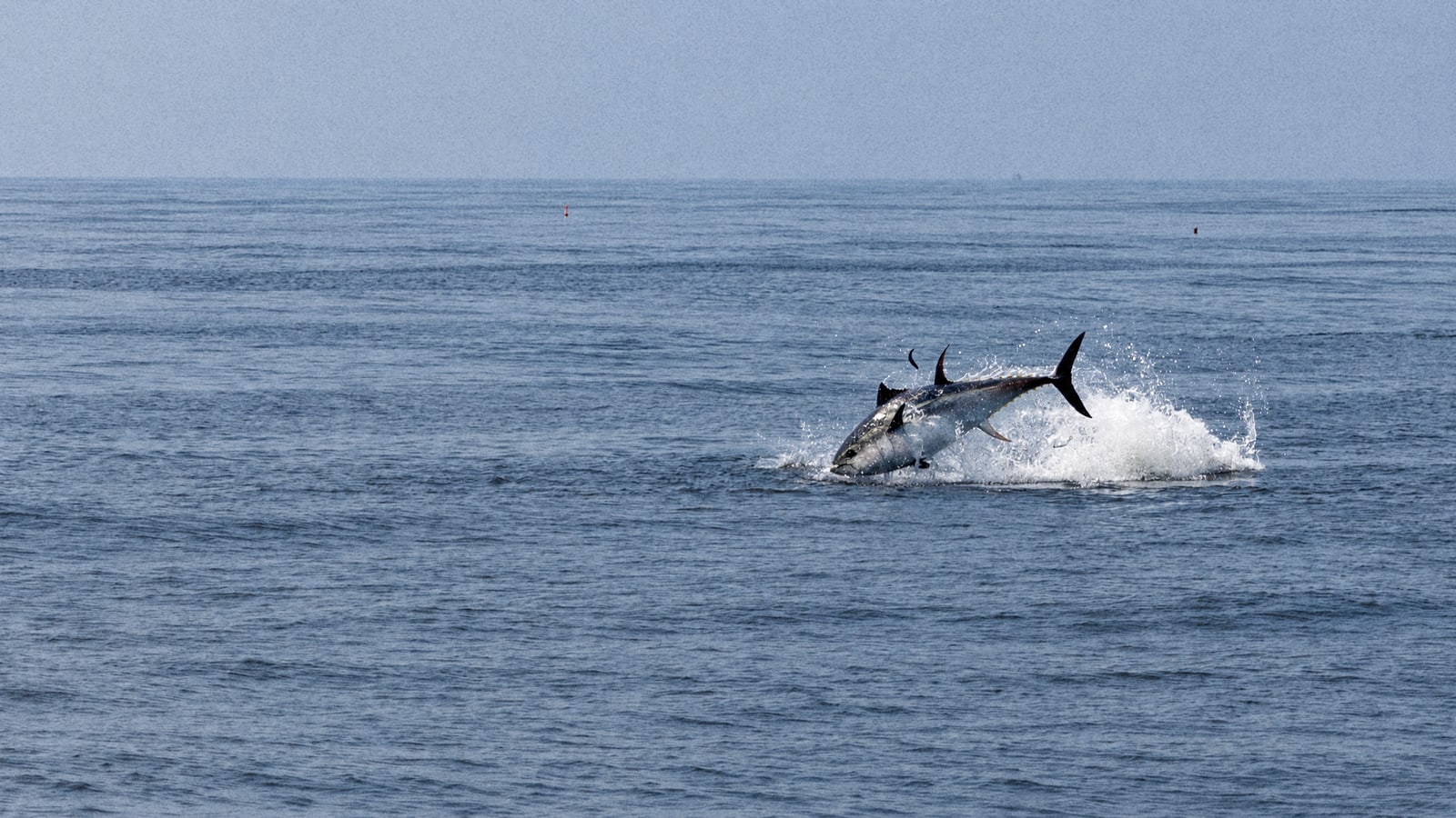 Bluefin Tuna Season in Gibraltar 2026: Dates, Rules and What It Means for 2027
