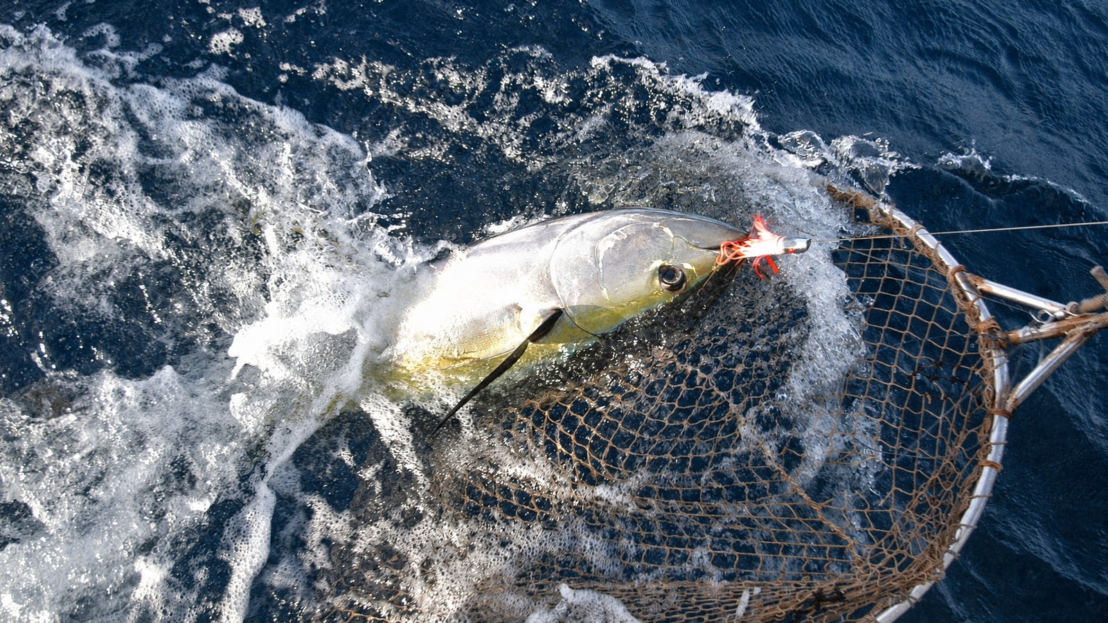 Fishing in Mauritius in Winter: Is June to August Worth It?