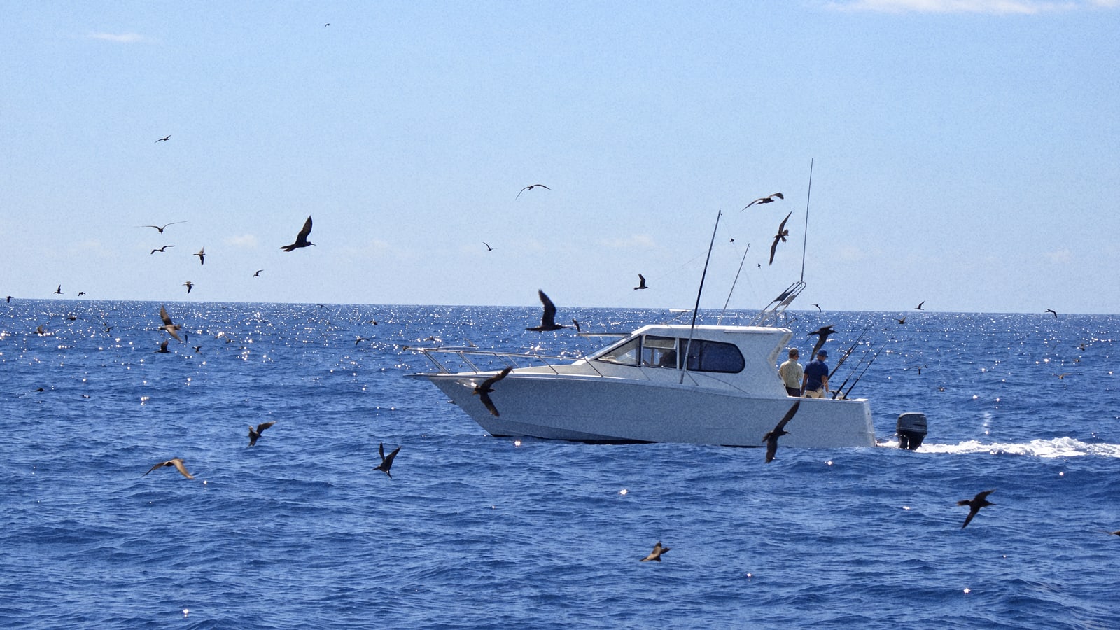 Sport fishing boat running through a flock of seabirds over a school of fish off Mauritius