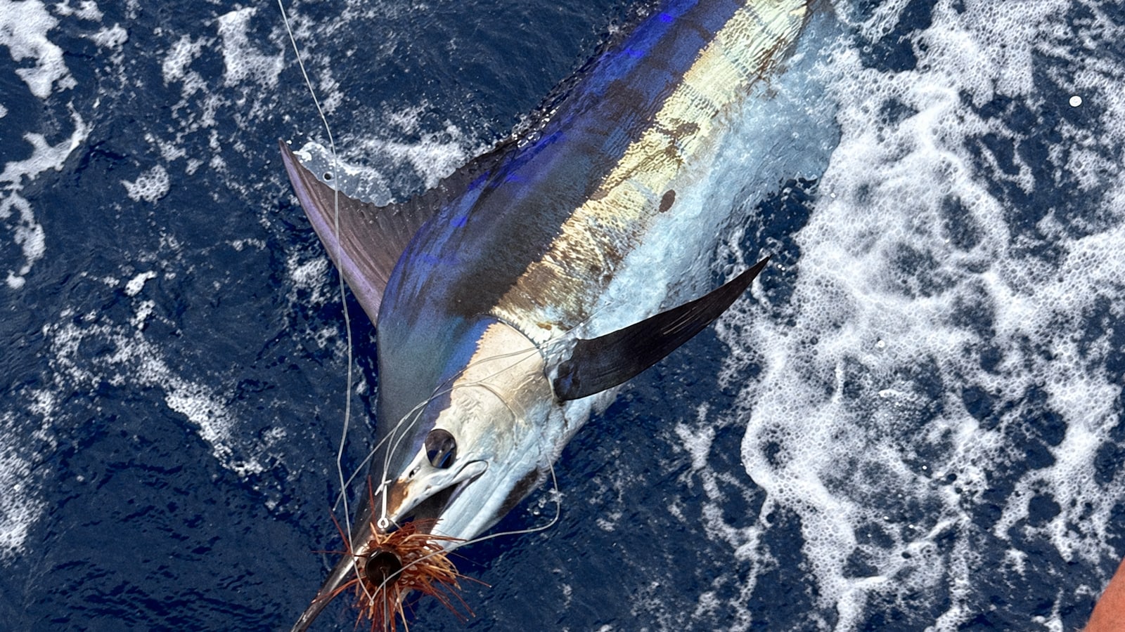 A blue marlin lit up alongside a boat in white water, the leader still in the crew's hand before the release