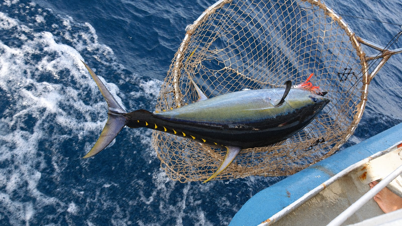 A yellowfin tuna lifted aboard in a landing net in the Indian Ocean