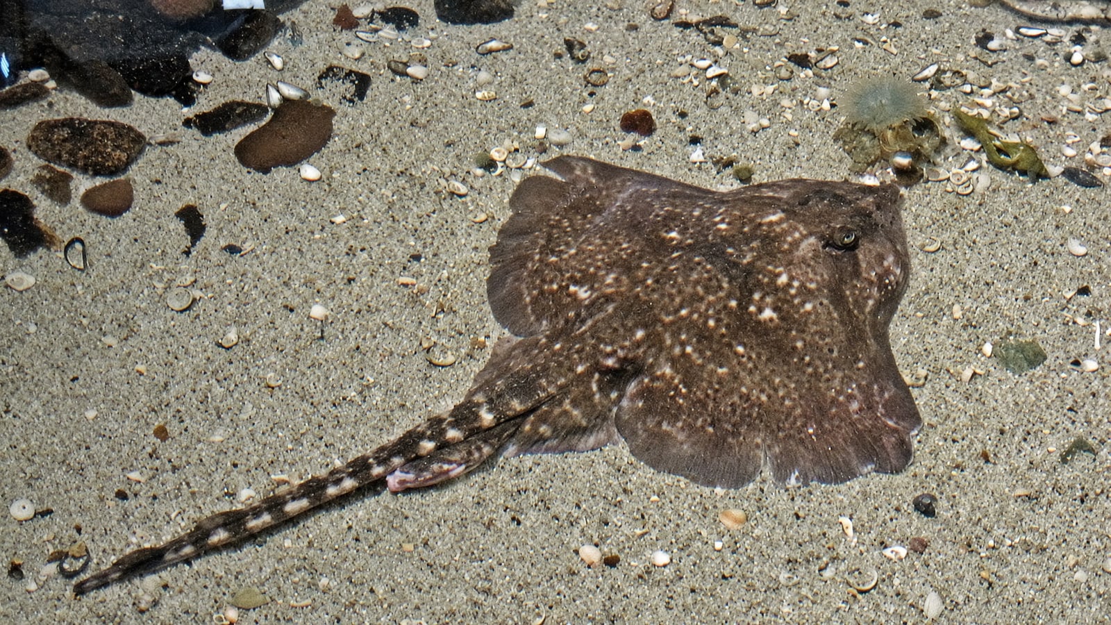 A thornback ray resting on a sandy seabed, the spotted winter ray Kent boat anglers hope for