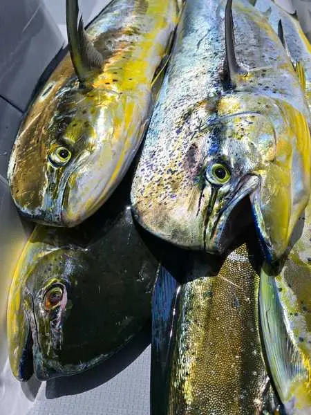 Flying kiss cruise LTD fishing charter 