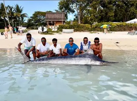Blue marlin