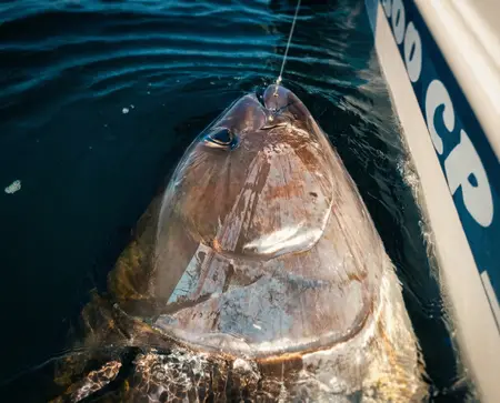Blue Horizon Tuna Fishing Gibraltar