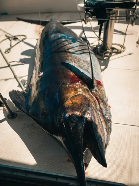 Big Game Fishing