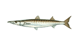 Barracuda (Pacific)