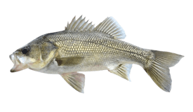 Bass (Australian)