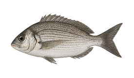 Black Seabream
