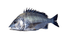 Bream (Black)