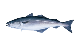 Coalfish