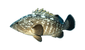 Grouper (Dusky)