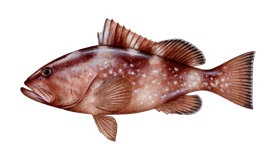 Grouper (Red)