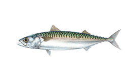 Mackerel (Atlantic)