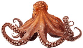 Octopus