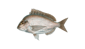 Scup (Porgy)