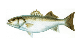 Seabass (European)