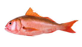 Short-Tail Red Snapper (Ehu)