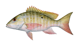 Snapper (Mutton)