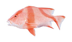 Snapper (Red Emperor)