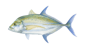 Trevally (Bluefin)