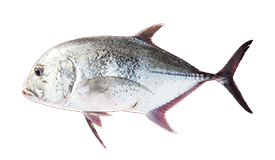 Trevally (Giant)