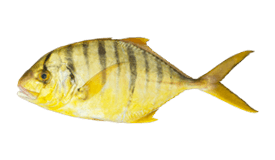 Trevally (Golden)