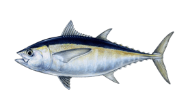 Tuna (Blackfin)