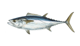 Tuna (Dogtooth)