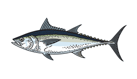 Tuna (Longtail)